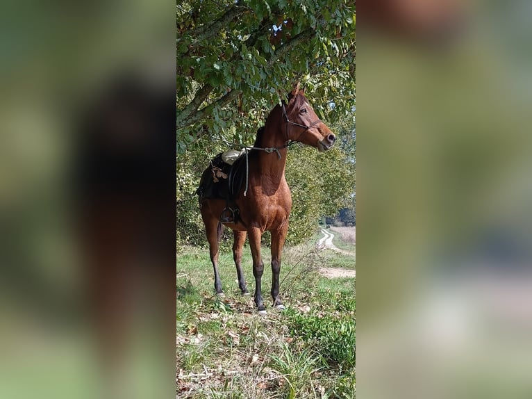 Arabian Partbred Gelding 8 years 15,1 hh Brown in Viriville