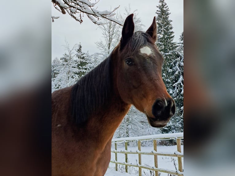 Arabian Partbred Gelding 8 years 15,2 hh Brown in Gallzein