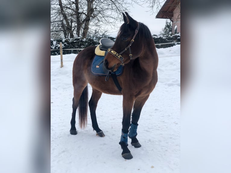 Arabian Partbred Gelding 8 years 15,2 hh Brown in Gallzein