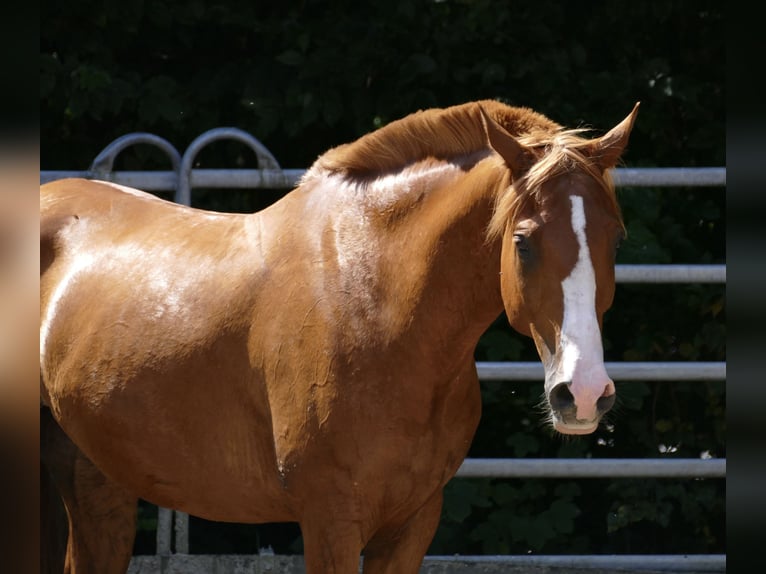 Arabian Partbred Gelding 8 years 16 hh Chestnut-Red in Möhnesee