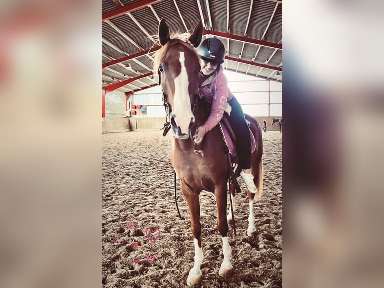 Arabian Partbred Gelding 8 years 16 hh Chestnut-Red in Möhnesee