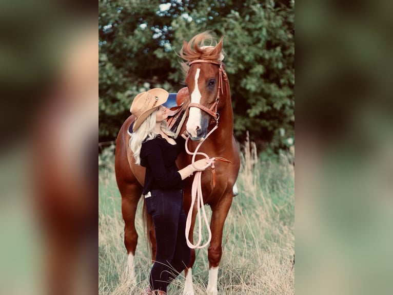 Arabian Partbred Gelding 8 years 16 hh Chestnut-Red in Möhnesee