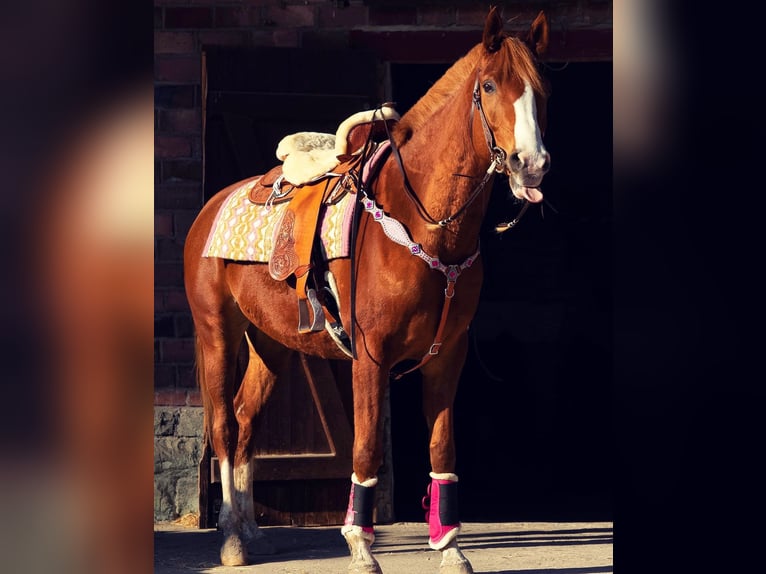 Arabian Partbred Gelding 8 years 16 hh Chestnut-Red in Möhnesee