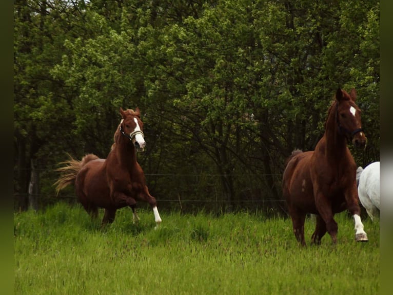 Arabian Partbred Gelding 8 years 16 hh Chestnut-Red in Möhnesee