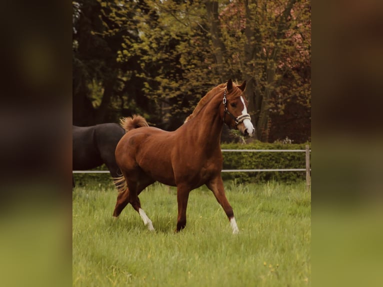 Arabian Partbred Gelding 8 years 16 hh Chestnut-Red in Möhnesee