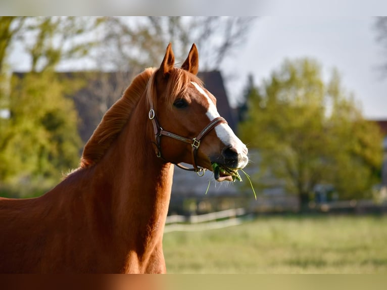 Arabian Partbred Gelding 8 years 16 hh Chestnut-Red in Möhnesee