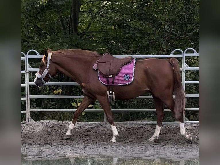 Arabian Partbred Gelding 8 years 16 hh Chestnut-Red in Möhnesee