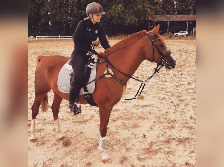 Arabian Partbred Gelding 8 years 16 hh Chestnut-Red in Möhnesee