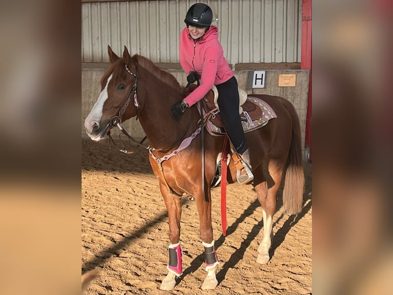 Arabian Partbred Gelding 8 years 16 hh Chestnut-Red in Möhnesee