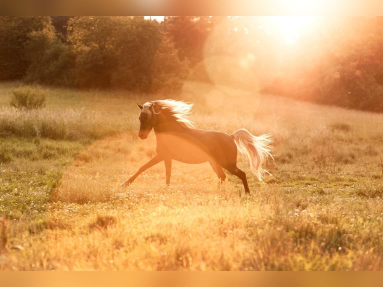 Arabian Partbred Gelding 9 years 14,1 hh Black in Schnaittach