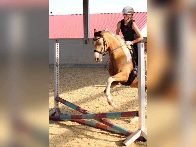 Arabian Partbred Gelding 9 years 15 hh Pinto in Moosach