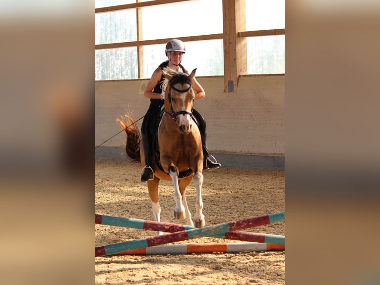 Arabian Partbred Gelding 9 years 15 hh Pinto in Moosach