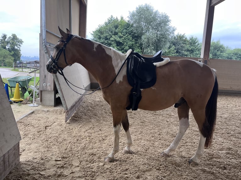 Arabian Partbred Gelding 9 years 15 hh Pinto in Moosach