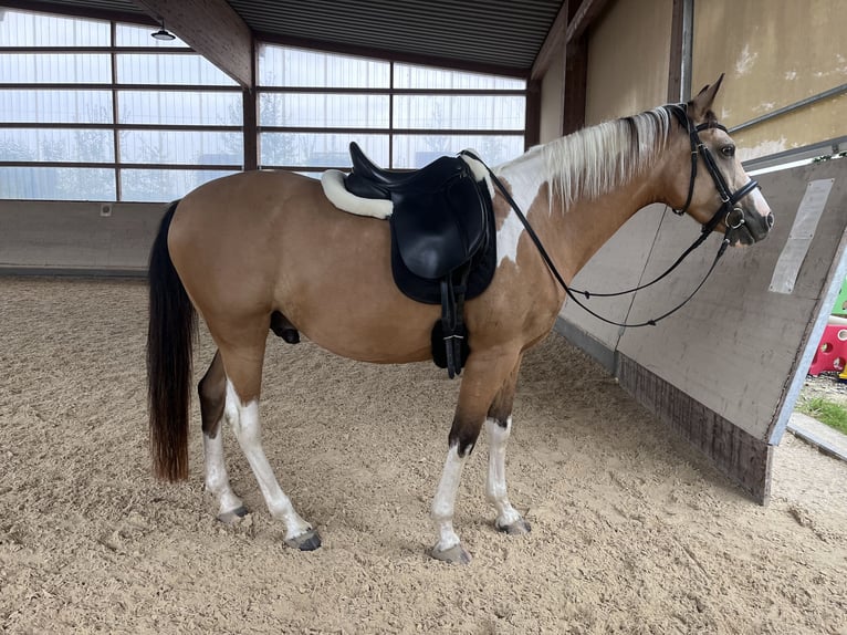 Arabian Partbred Gelding 9 years 15 hh Pinto in Moosach