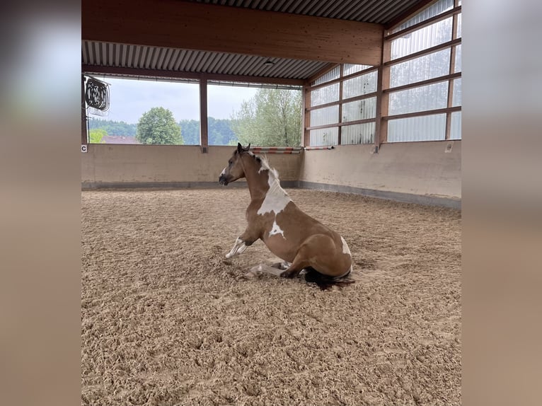 Arabian Partbred Gelding 9 years 15 hh Pinto in Moosach
