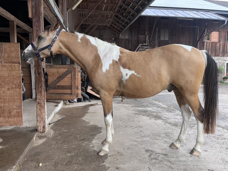 Arabian Partbred Gelding 9 years 15 hh Pinto in Moosach