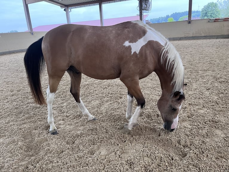 Arabian Partbred Gelding 9 years 15 hh Pinto in Moosach