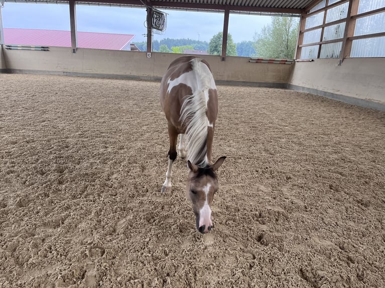 Arabian Partbred Gelding 9 years 15 hh Pinto in Moosach