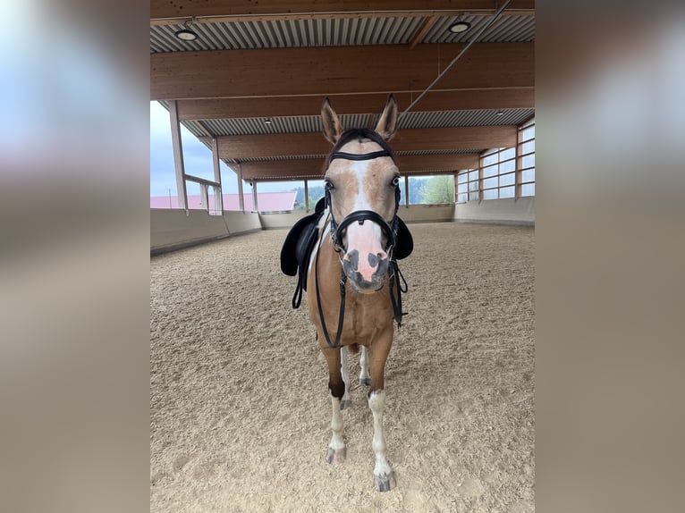Arabian Partbred Gelding 9 years 15 hh Pinto in Moosach