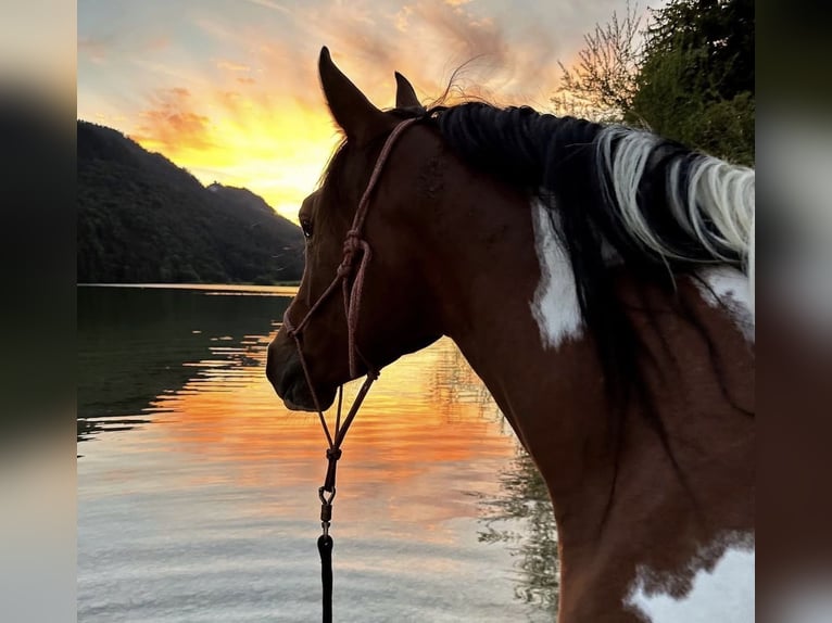 Arabian Partbred Gelding 9 years 15,1 hh Pinto in Nesselwang