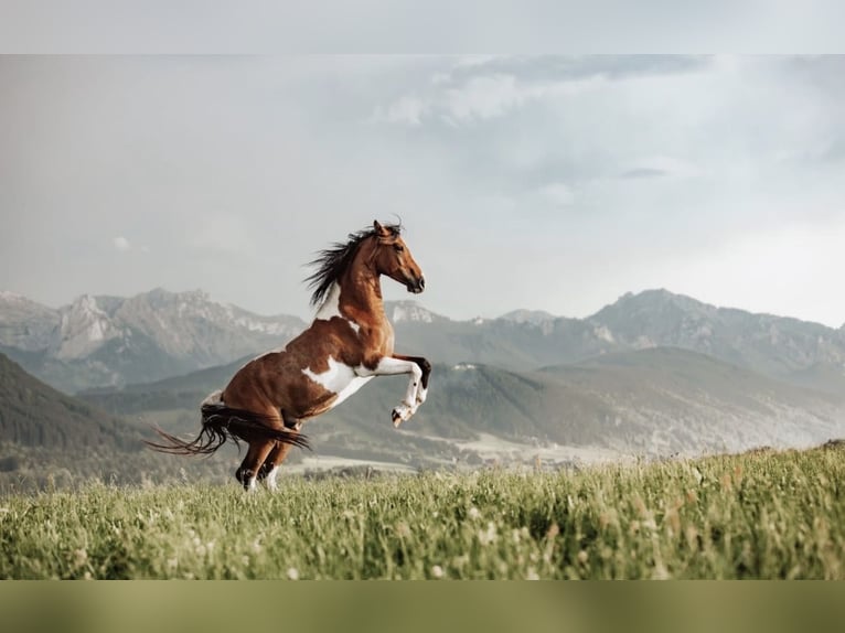 Arabian Partbred Gelding 9 years 15,1 hh Pinto in Nesselwang