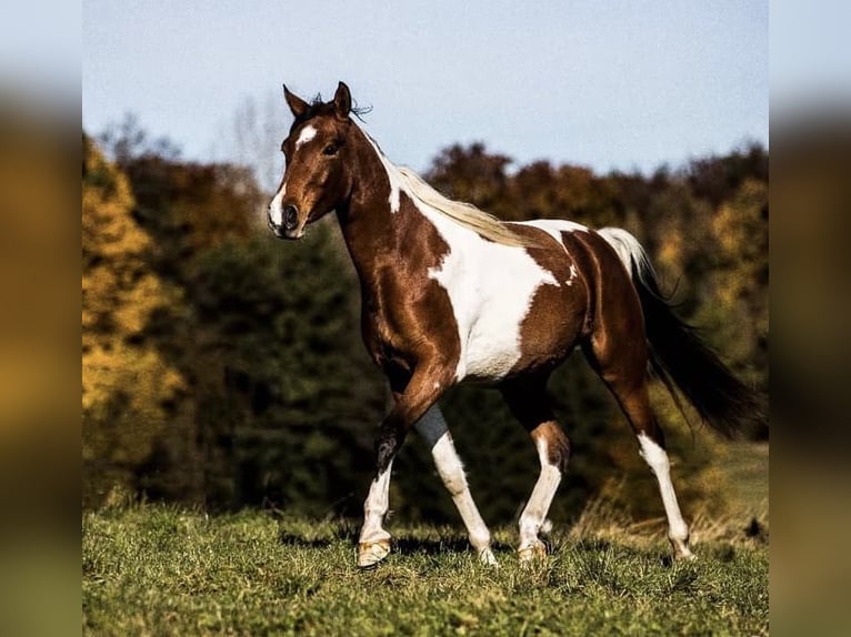 Arabian Partbred Gelding 9 years 15,1 hh Pinto in Nesselwang