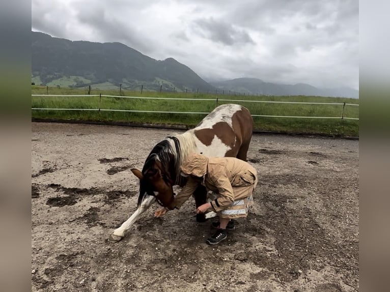Arabian Partbred Gelding 9 years 15,1 hh Pinto in Nesselwang