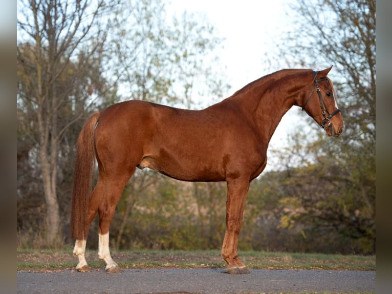 Arabian Partbred Gelding 9 years 16 hh Chestnut-Red in Mez&#x151;hegyes