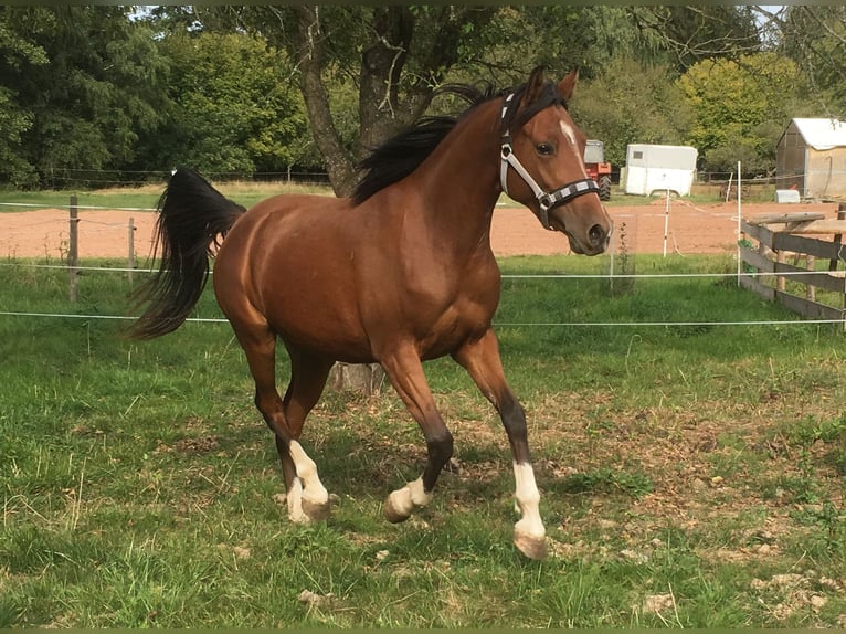 Arabian Partbred Mix Mare 10 years 14,2 hh Brown in Lebach