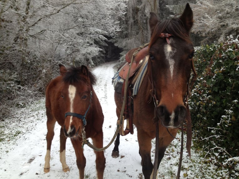 Arabian Partbred Mix Mare 10 years 14,2 hh Brown in Lebach