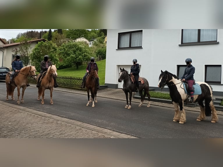Arabian Partbred Mix Mare 10 years 14,2 hh Brown in Lebach