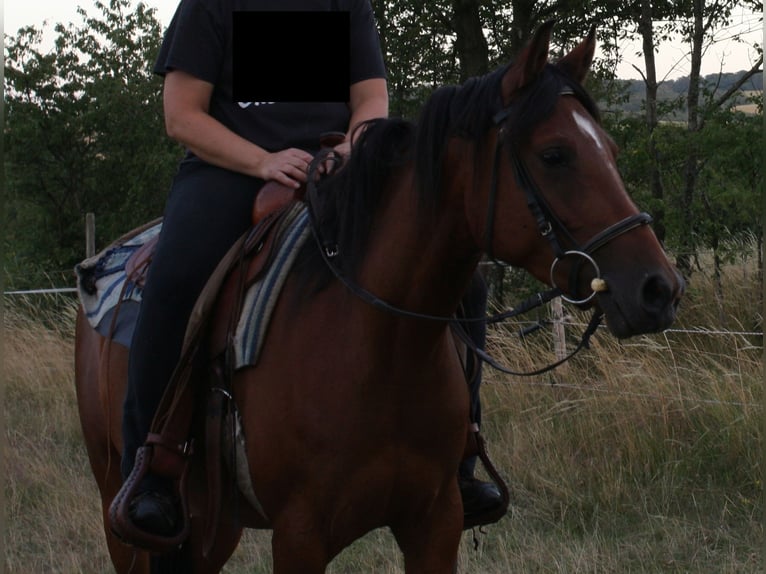 Arabian Partbred Mix Mare 10 years 14,2 hh Brown in Lebach