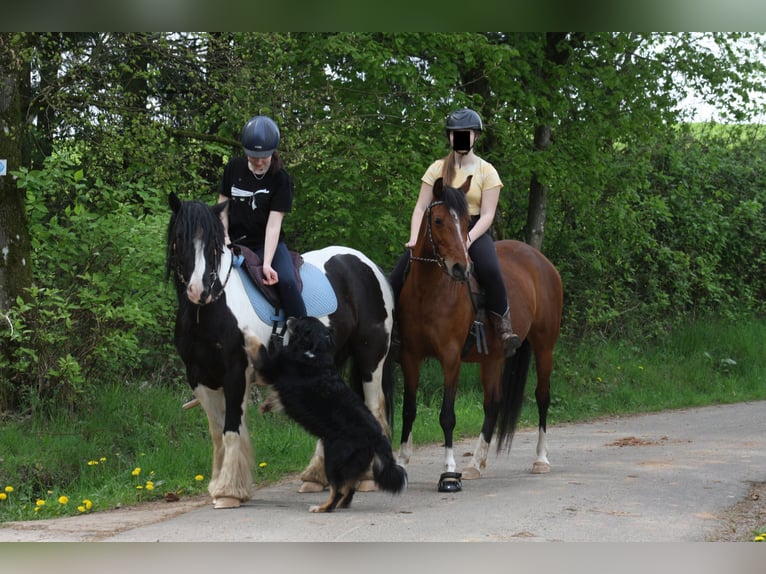 Arabian Partbred Mix Mare 10 years 14,2 hh Brown in Lebach