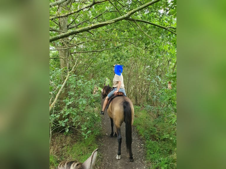 Arabian Partbred Mare 10 years 14,2 hh Buckskin in Malente