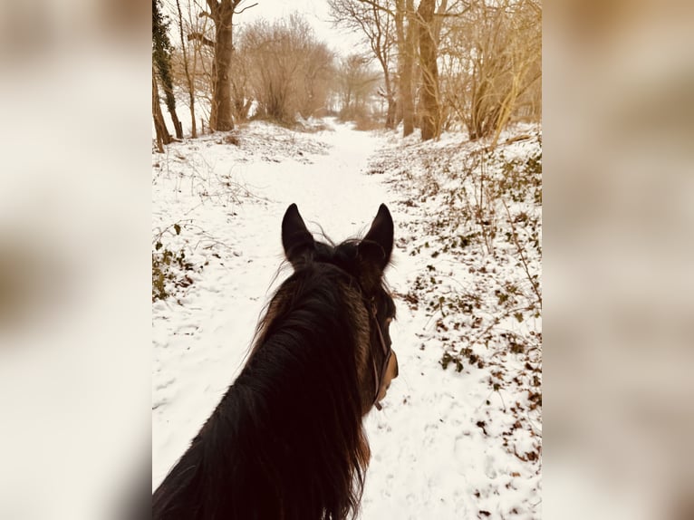 Arabian Partbred Mare 10 years 14,2 hh Buckskin in Malente