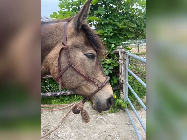 Arabian Partbred Mare 10 years 14,2 hh Buckskin in Malente