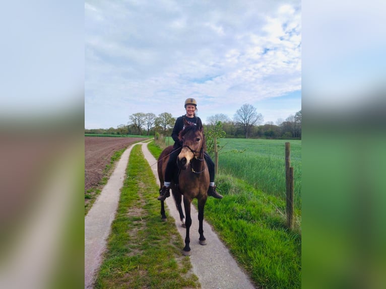 Arabian Partbred Mare 10 years 14,2 hh Buckskin in Malente