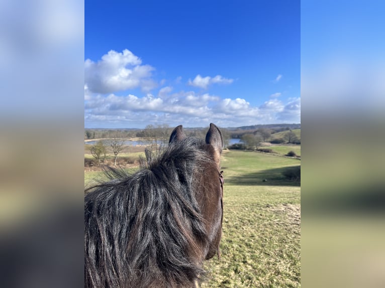 Arabian Partbred Mare 10 years 15 hh Buckskin in Malente