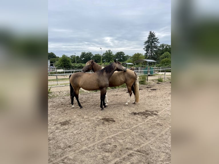 Arabian Partbred Mare 10 years 15,1 hh Buckskin in Malente