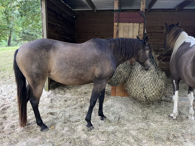 Arabian Partbred Mare 10 years 15,1 hh Buckskin in Malente