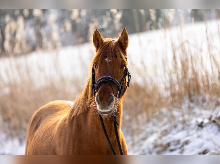 Arabian Partbred Mare 11 years 14,2 hh Chestnut-Red in Laon