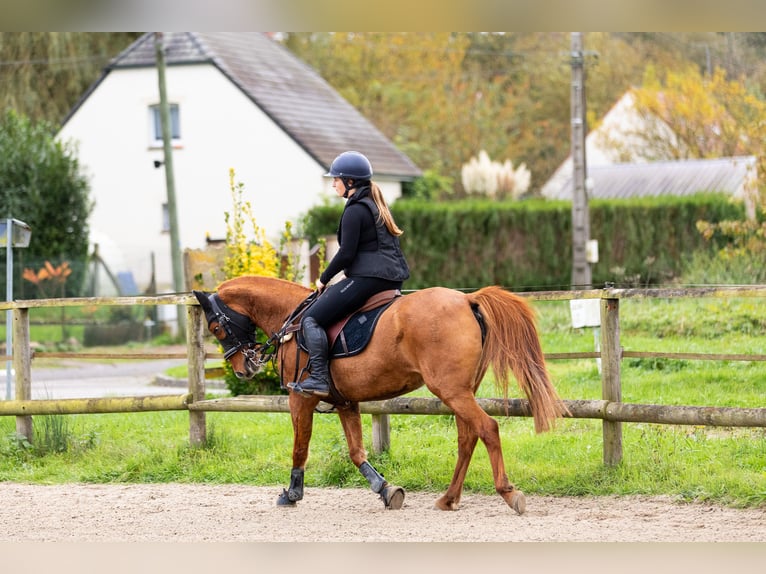 Arabian Partbred Mare 11 years 14,2 hh Chestnut-Red in Laon