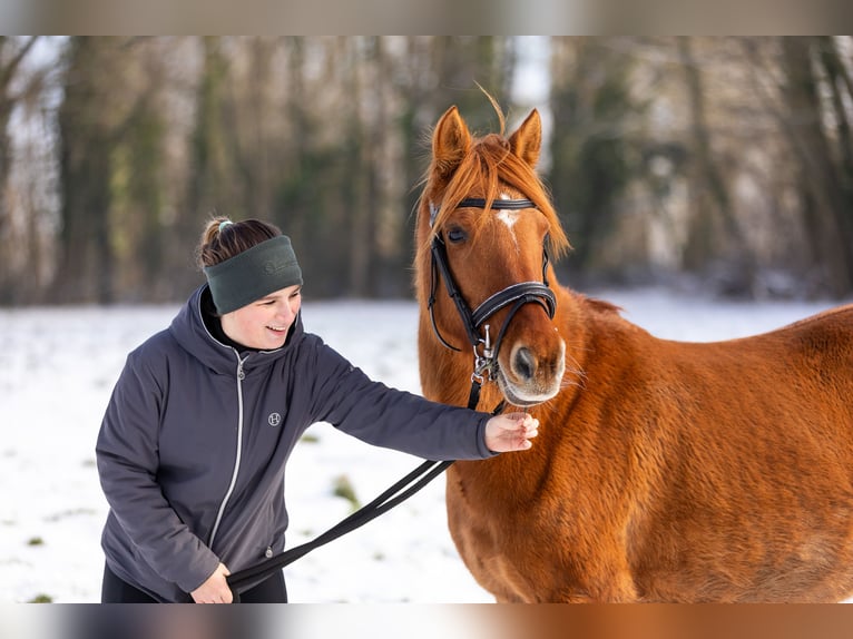 Arabian Partbred Mare 11 years 14,2 hh Chestnut-Red in Laon