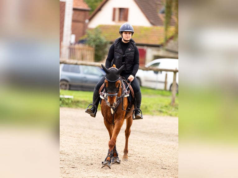 Arabian Partbred Mare 11 years 14,2 hh Chestnut-Red in Laon