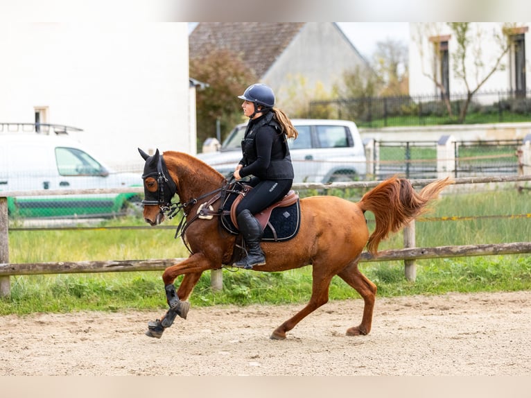 Arabian Partbred Mare 11 years 14,2 hh Chestnut-Red in Laon