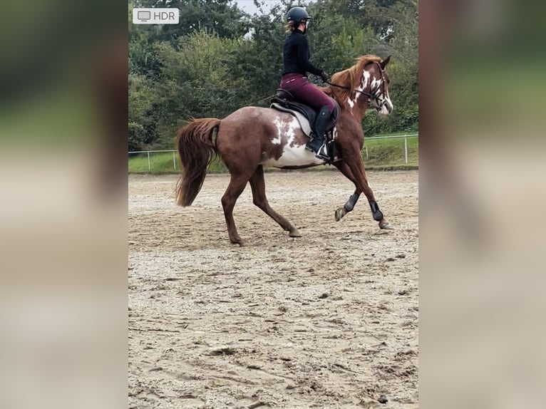 Arabian Partbred Mare 11 years 14,3 hh in Marbach am Neckar