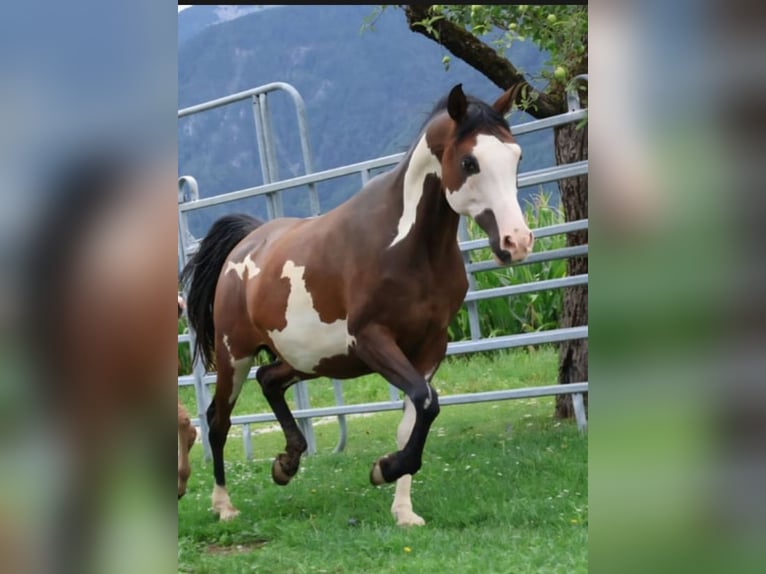 Arabian Partbred Mare 11 years 15.1 hh Pinto in Völkermarkt