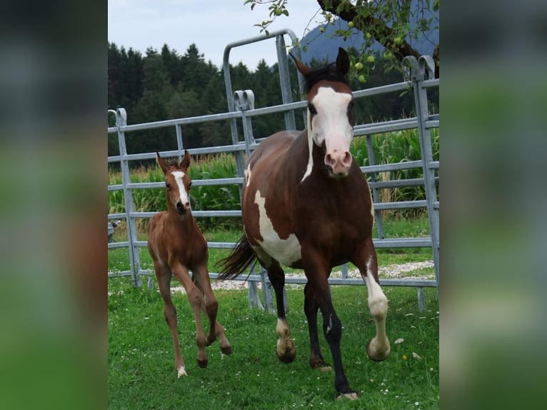 Arabian Partbred Mare 11 years 15.1 hh Pinto in Völkermarkt