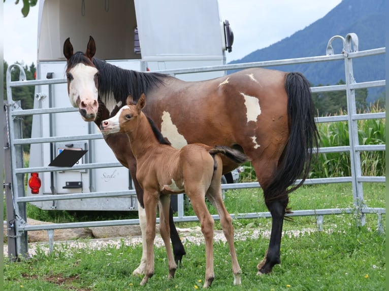 Arabian Partbred Mare 11 years 15.1 hh Pinto in Völkermarkt