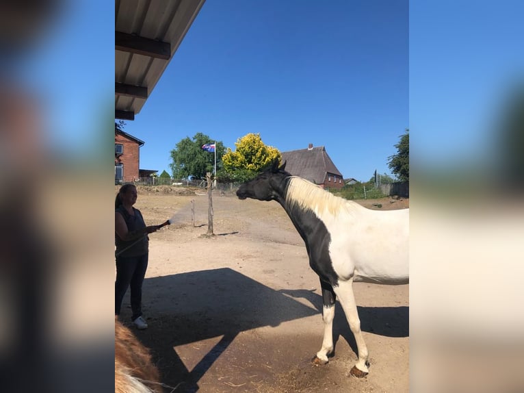 Arabian Partbred Mix Mare 11 years 15,1 hh Pinto in Reesdorf